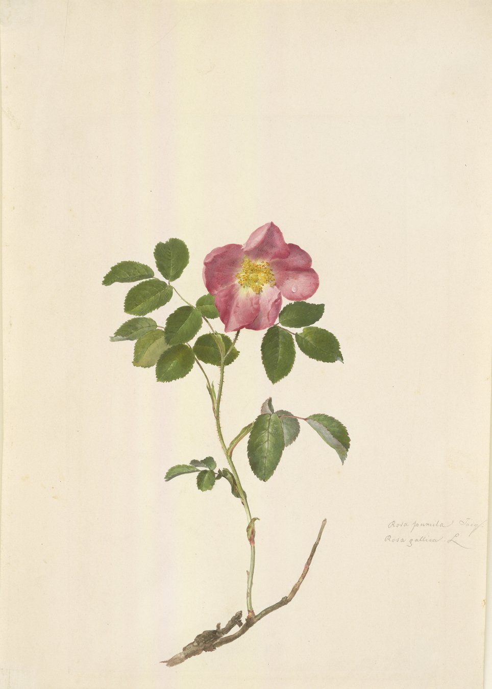 HZ_7777 The sand-coloured vertical format paper shows the lifelike image of a rose. Almost at the end of the main branch, of which only a small part can be seen, is a side branch with small and already fully grown lush green leaves. At the end of the branch is a flower with pink leaves. The rose is open and turned towards the viewer. Its bright yellow stamens form the round centre of the flower. To the right of the rose, in the lower area, is a two-line inscription, but it is too small to be deciphered with the naked eye.