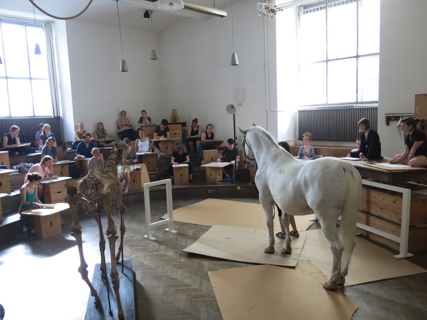 Anatomiestudien an einem Pferd im Anatomiesaal, Foto © Lisa Rastl Ein weißes Pferd und ein Pferdeskelett werden von Studierenden gezeichnet. Sie sitzen auf einer 4-stufigen Holzgalerie und benutzen Holzkisten als Unterlage.