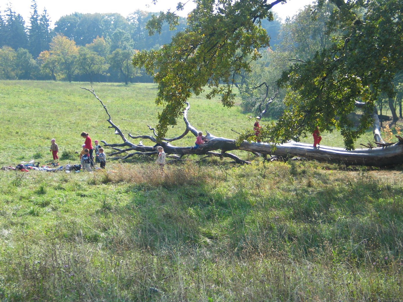Stimmungsbild: Kinder auf Wiese